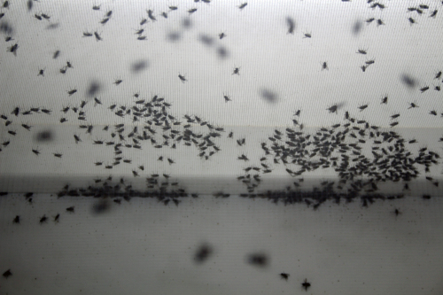 Im Eingangsbereich der Ausstellung summen zahlreiche Fliegen. (Foto: OBK)